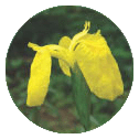 노랑꽃창포